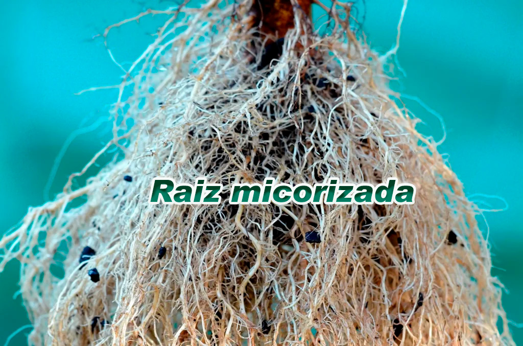 raiz micorrizada